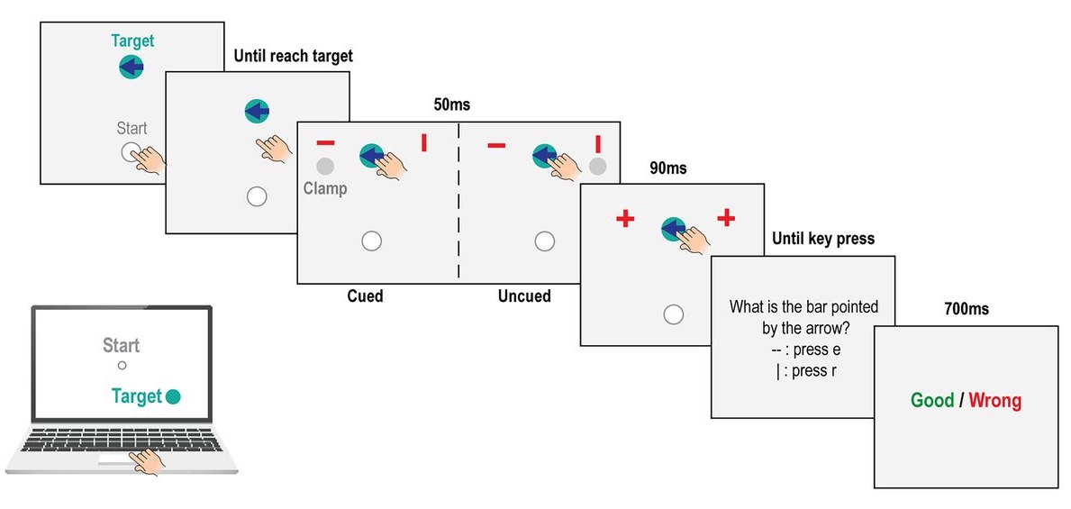 Motor Learning Experiment Design
